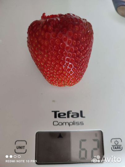 Усы клубники Азия, Купчиха