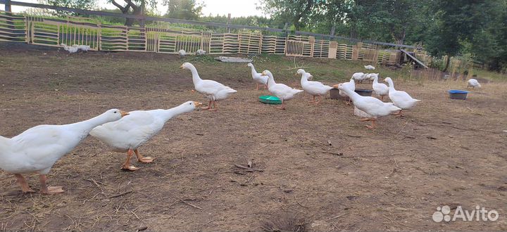 Линда гуси Серые крупные Мясо гуся
