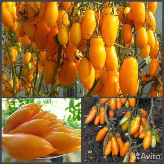 Рассада Помидор