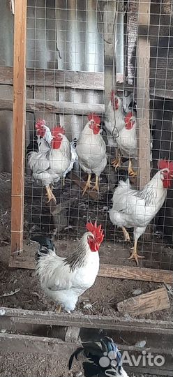Куры петухи