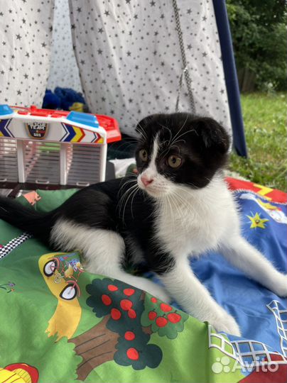 Отдам котенка в добрые руки