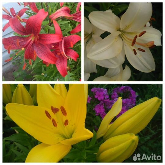 Многолетние садовые растения