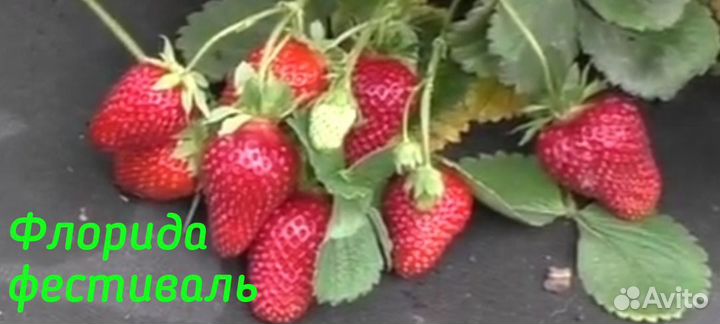 Рассада клубники