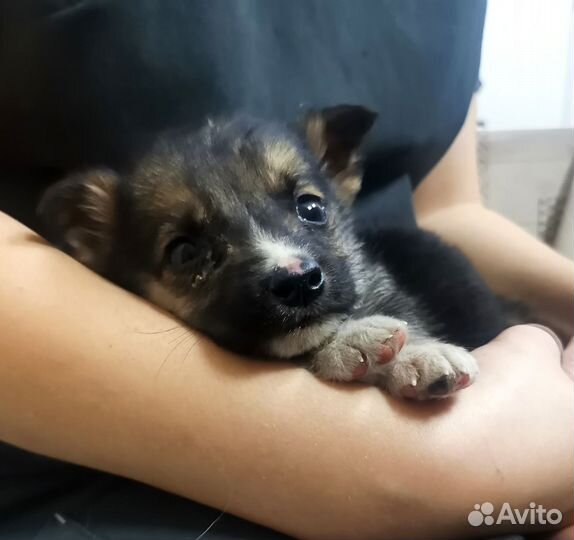 Собака в добрые руки