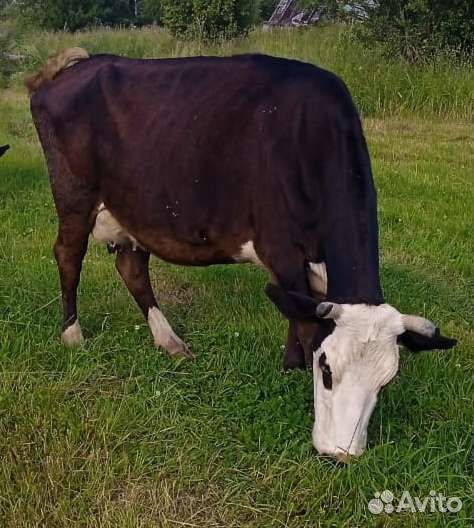 Коровы дойные, стельные. Тёлочки. Жеребёнок
