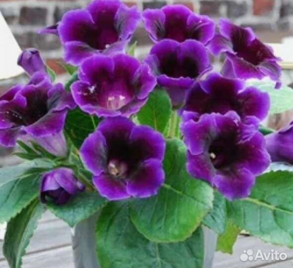 Глоксинии Синнингия, Аванти