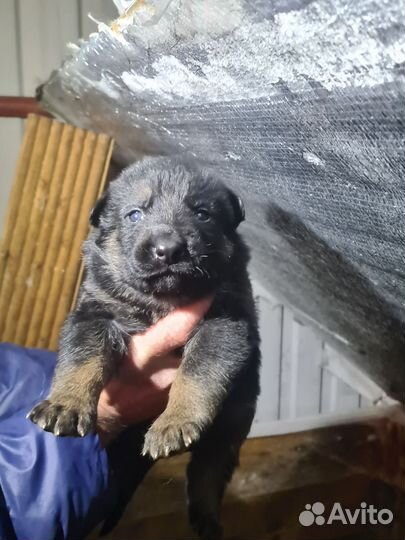 Щенки немецкой овчарки