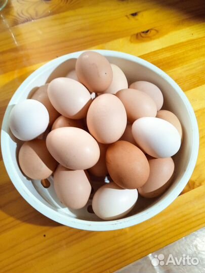 Яйцо домашнее