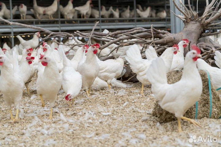 Куры несушки от фермера