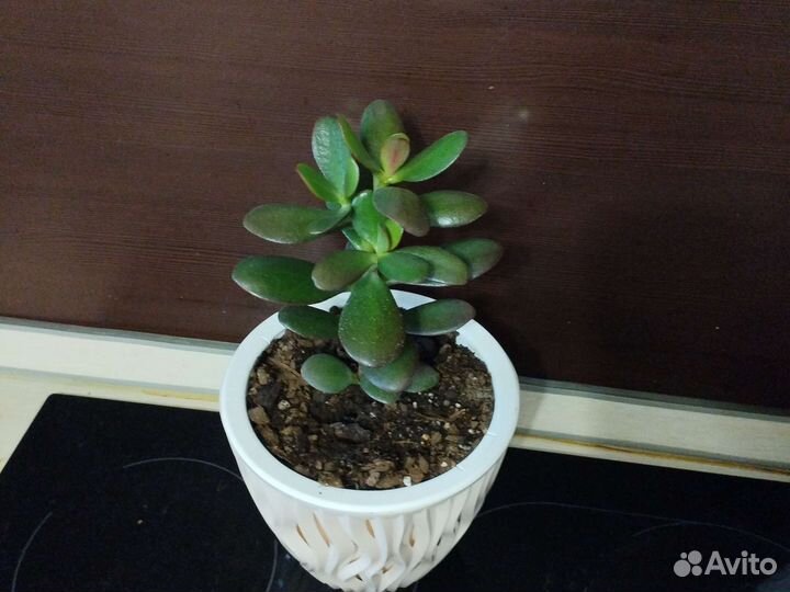 Денежное дерево