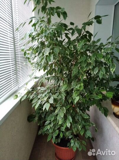 Фикус бенджамина