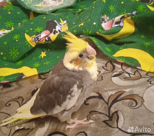 Попугай для вас