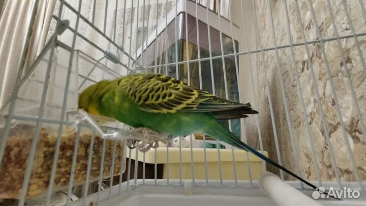 Волнистый попугай с клеткой