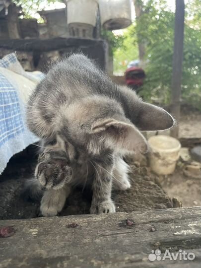 Котята ищут дом,бесплатно