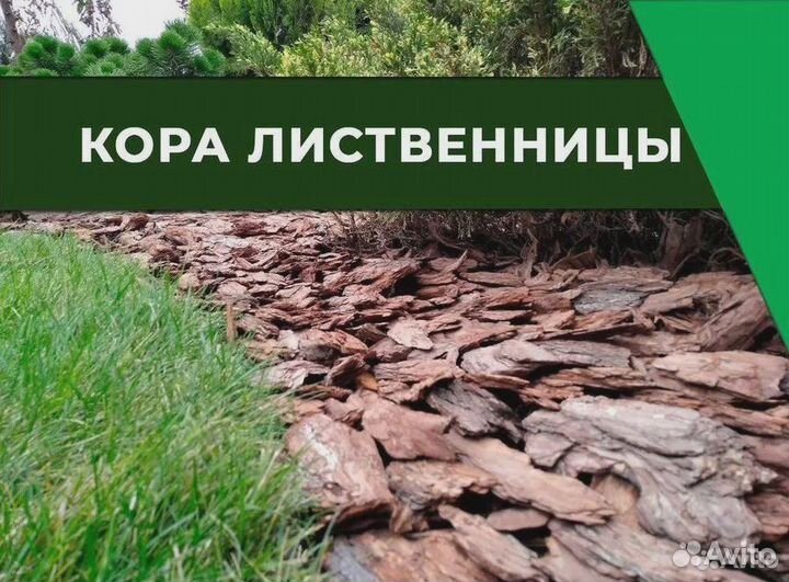 Кора лиственницы