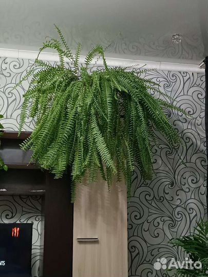 Папоротник