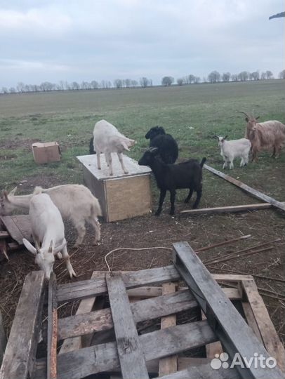 Казел козы овцы и козлята