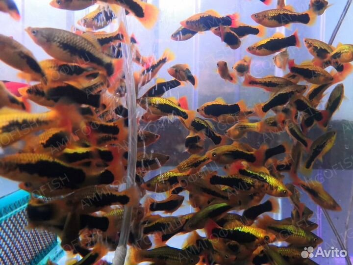 Пецилия гавайская (Hawaii Platy)