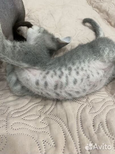 Котёнок Сфинкс браш