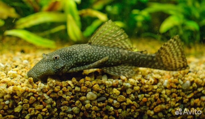 Аквариумные рыбки