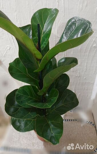 Фикус Лирата Бамбино (Lyrata Bambino)