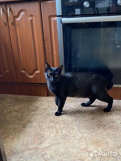 Кошки в добрые руки