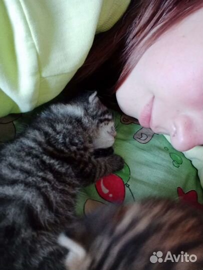 Котята в добрые руки бесплатно