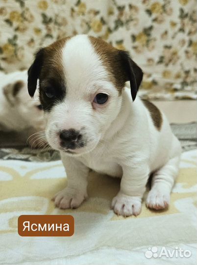 Щенки джек рассел терьер