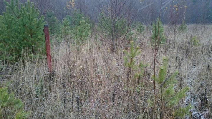 Участок 10 сот. (ИЖС)