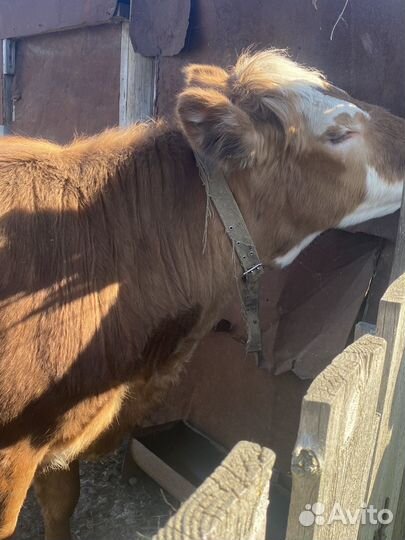 Продам тёлку