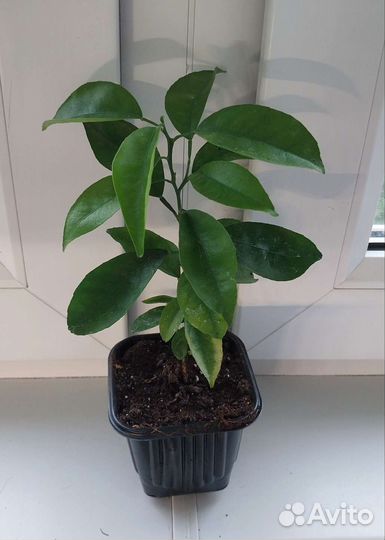 Разные цветочки