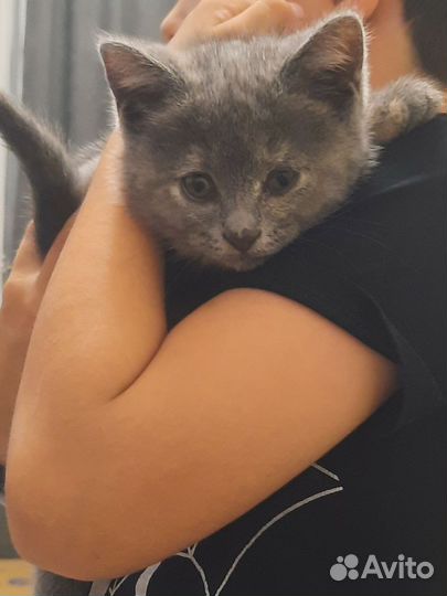 Котёнок