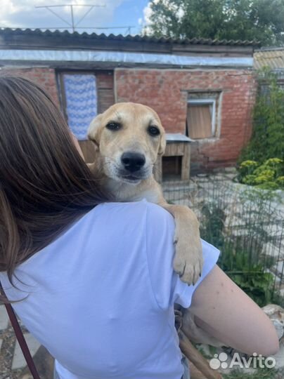 Лиса Алиса ищет дом