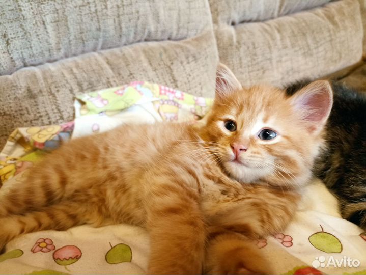 Котята