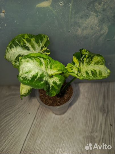 Дихозандра, сингониум яичница, фикус виллоза