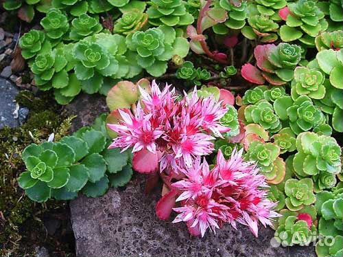 Очитки многолетники