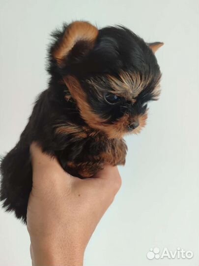 Йоркширский терьер мини беби фейс щенки