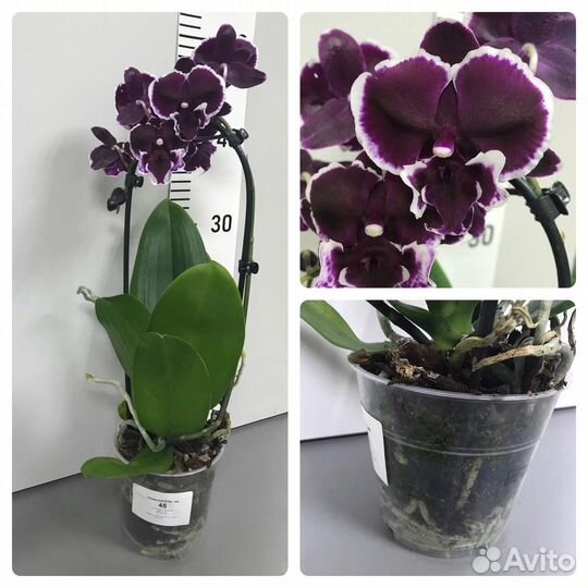 Орхидея фаленопсис Чернильный биг лип