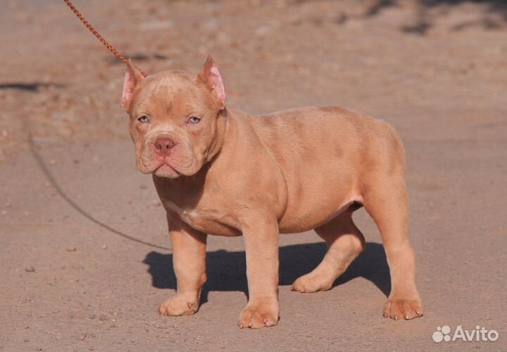 Американский булли мерле