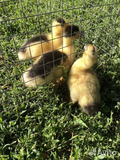 Утята домашние муларды