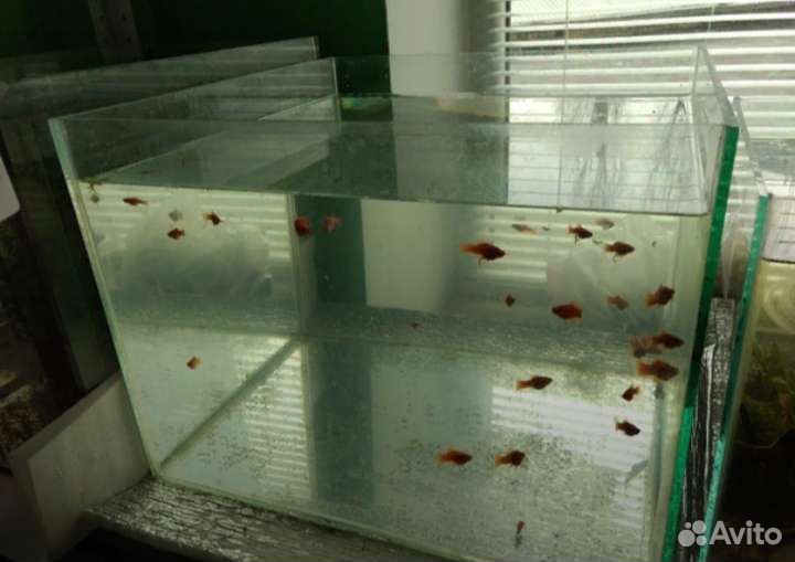 Фильтры Aquael, аквариумы, рыбки, фон, и другое