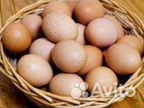 Продам яйцо куриное домашнее