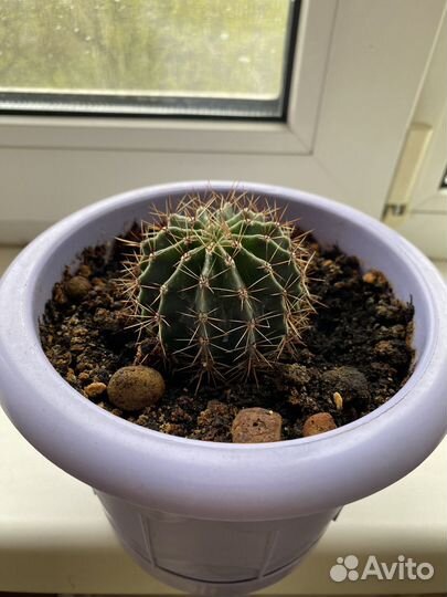 Кактус перечная мята хлорофитум и др