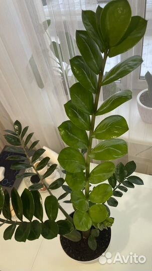 Замиокулькас