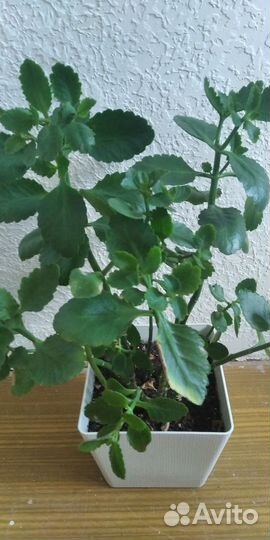 Клеродентум колеус, Каланхоэ хлорофитум