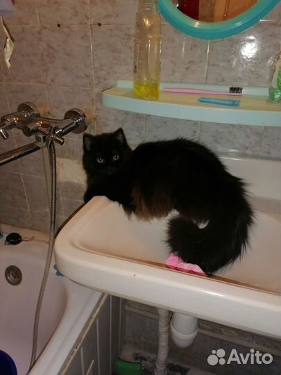 Кошка для вязки