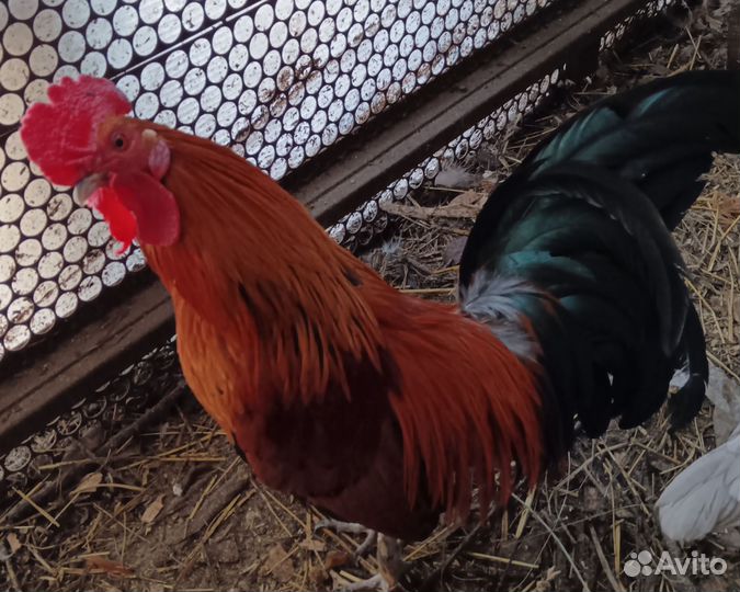 Молодые петухи