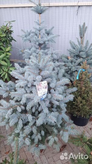 Пихта сосна ель на штамбе