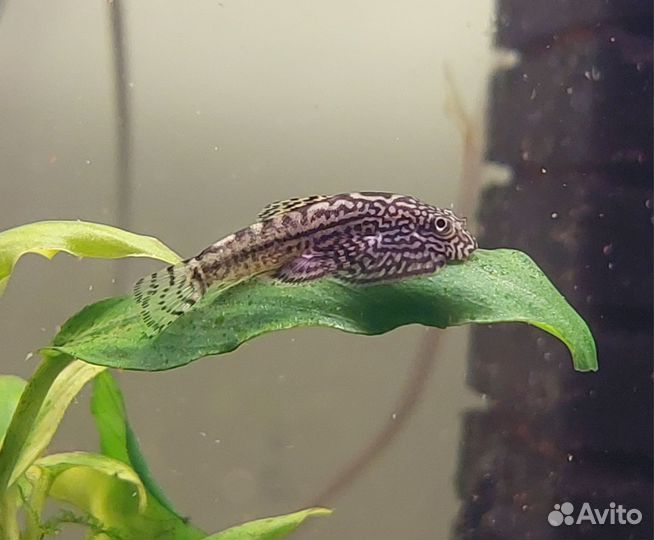 Аквариумные рыбки, гуппи чистая линия