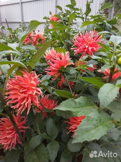 Георгины многолетние